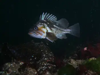 copper rockfish