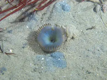 slime tube feather duster worm