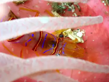 Candy Stripe Shrimp