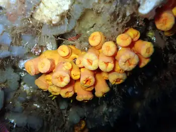 Tubastraea coccinea Coral