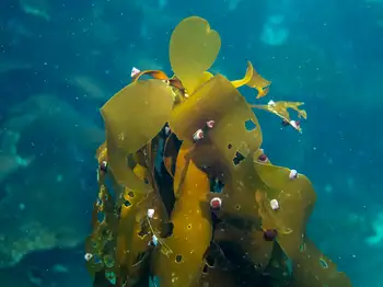 Woody Kelp