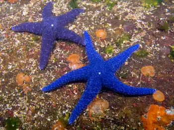 Mottled Stars