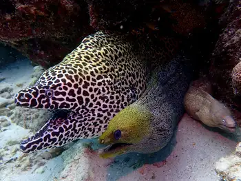 honeycomb moray eel