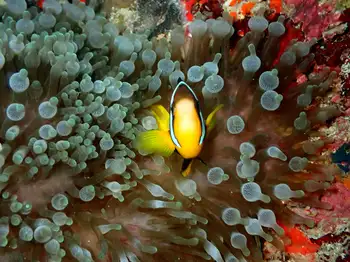 Northern Indian Anemone Fish and Bulb Tentacle Anemone