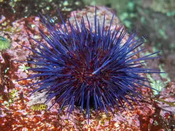 Purple Urchin