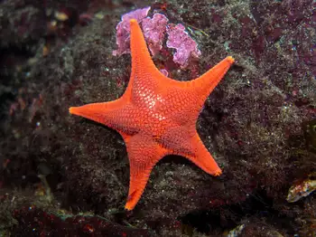 Star