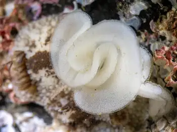 Barnacle Eating Nudibranch Eggs