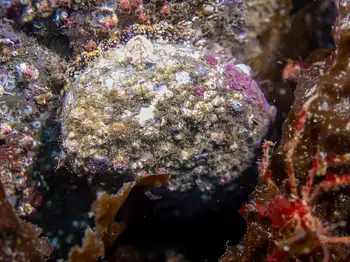 Northern Abalone