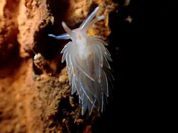 opalescent nudibranch