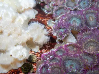 Short Plumose Anemones and Pink Tipped Anemones