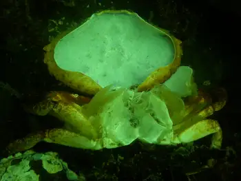 Molted Red Rock Crab