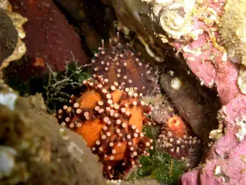 Red Sea Cucumber and Fish