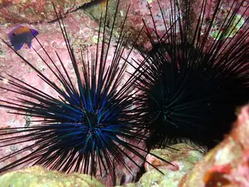 Hatpin Urchins