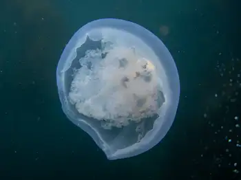 Moon Jelly