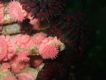 Vancouver Feather Duster Worms and Proliferating Anemones