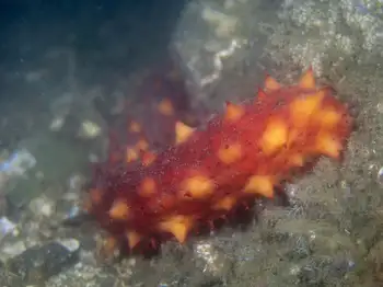 California Sea Cucumber