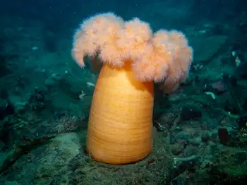 metridium anemone