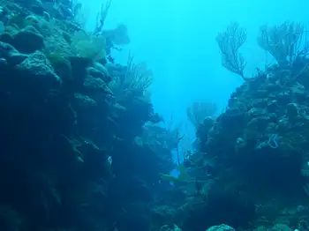 Dive Site