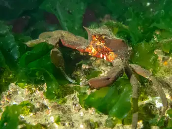 Northern Kelp Crab