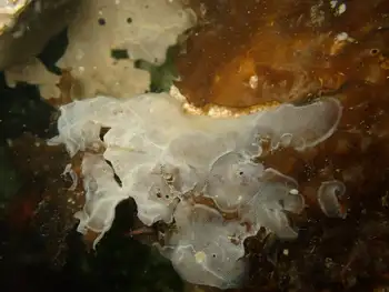 Kelp Lace Bryozoans