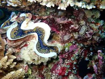 Fluted Giant Clam and Bearded Scorpion Fish