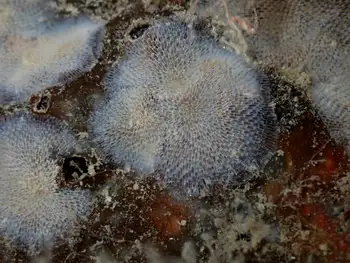 Kelp Lace Bryozoan