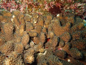 Pocillopora Coral