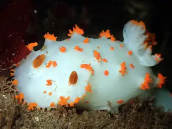 bold clown nudibranch