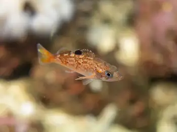 Juvenile Rockfish