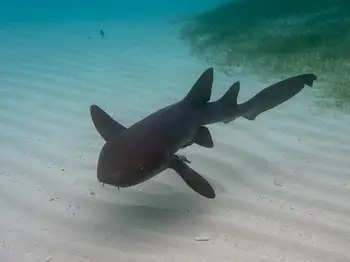 Nurse Shark