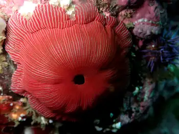 proliferating anemone