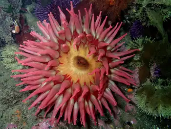 Fish Eating Anemone