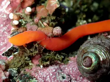 orange ribbon worm