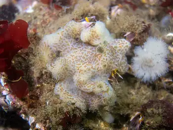 Tunicate