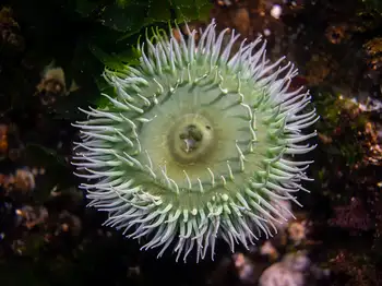 Green Surf Anemone