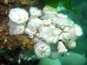 short plumose anemone