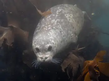 Harbor Seal