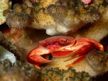 Red Dotted Coral Crab