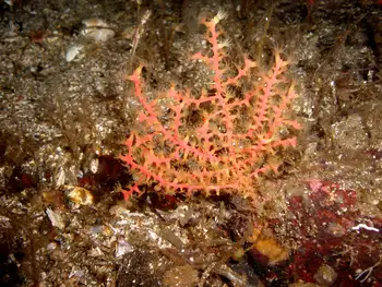 Dwarf Red Gorgonian Coral