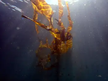 Bull Kelp