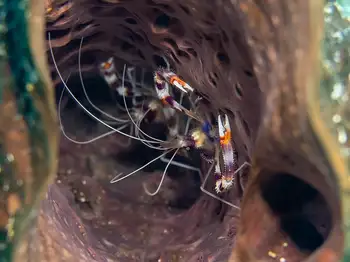 Red Banded Coral Shrimp