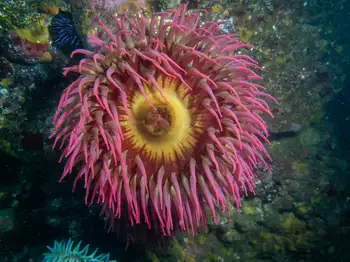 Fish Eating Anemone