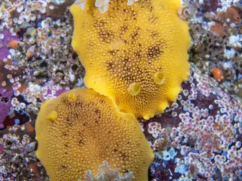 Noble Sea Lemons