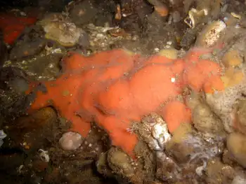 Orange Encrusting Bryozoan