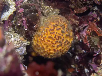 Orange Rough Ball Sponge